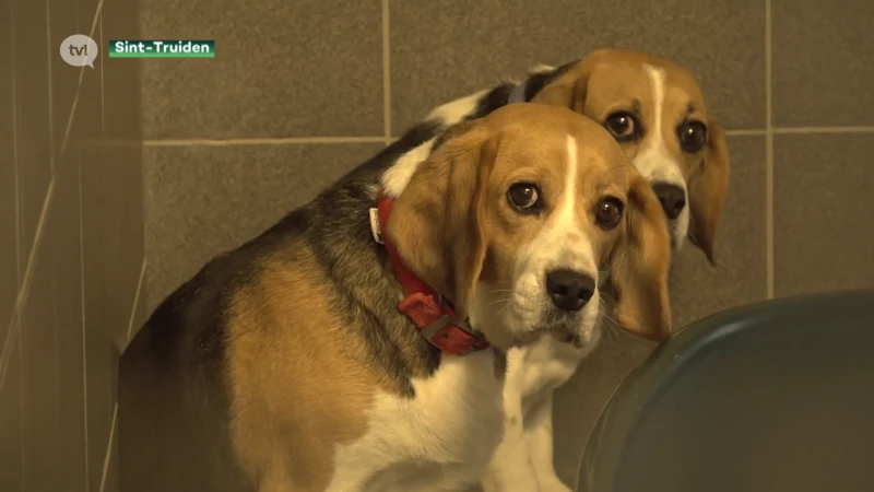 Dierenasielen overspoeld met coronahuisdieren