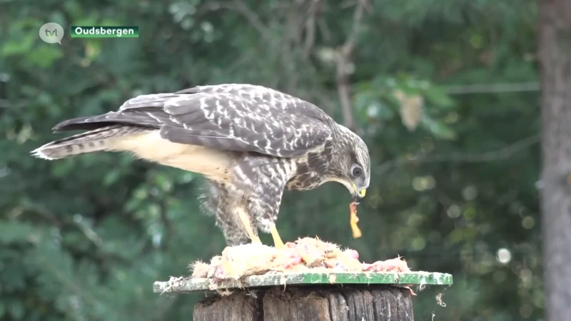 Hittegolf treft ook wilde dieren