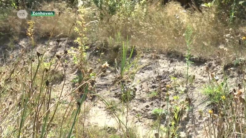 Zonhovense Clytie heeft een wadi in de tuin om het gazon groen te houden