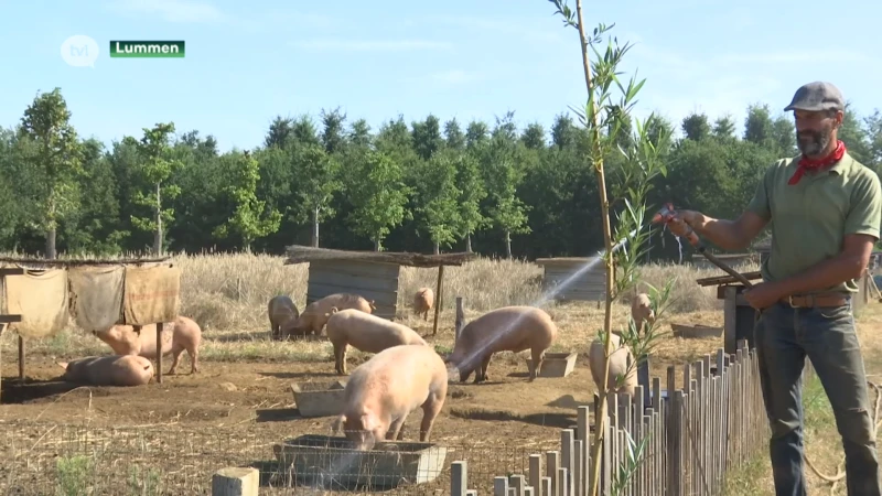 Varkensboer moet inventief zijn om dieren koel te houden tijdens hittegolf