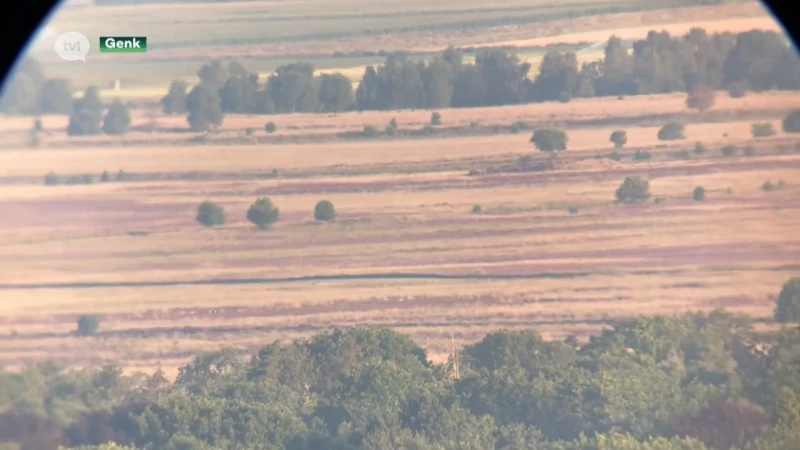 TVL-journalist spot voor het eerst 9 wolvenwelpen in Limburg