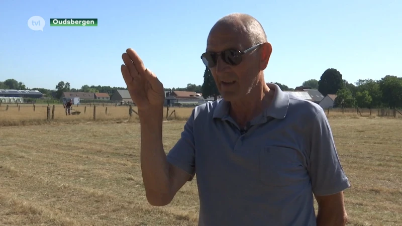 Wolf doodt schapen op klaarlichte dag onder de ogen van eigenaar in Oudsbergen