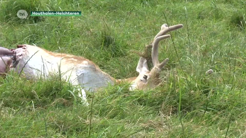 Vier damherten gedood door wolf in Helchteren