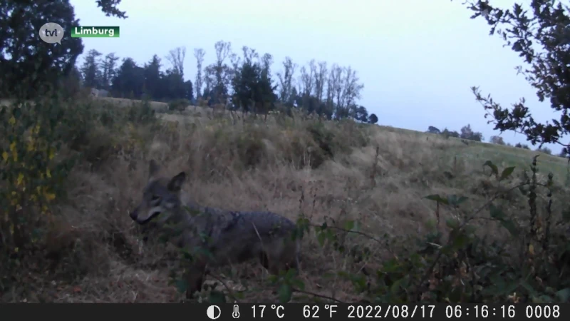 Limburgse wolvenroedel bestaat uit 13 dieren