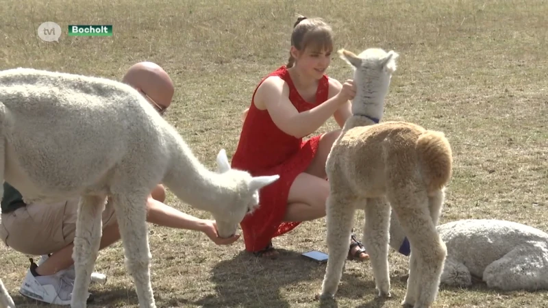 Babyborrel voor alpaca's in Bocholt