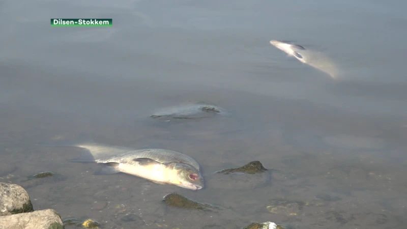 Massale vissterfte in Stokkems Negenoord