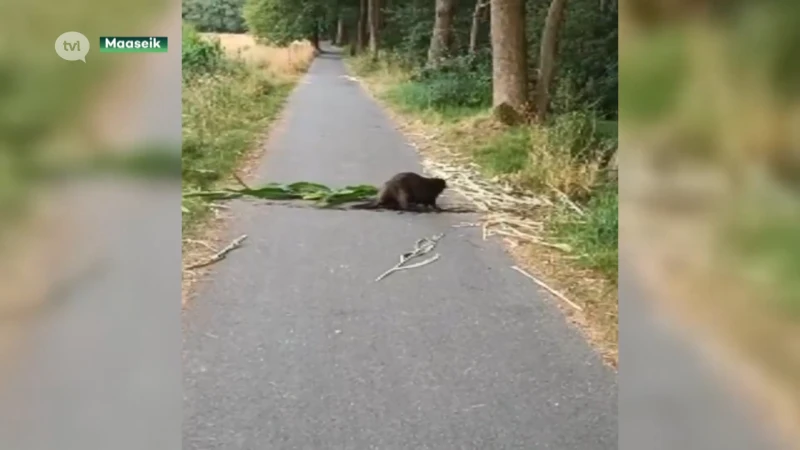 Bevers bouwen dam met maïs