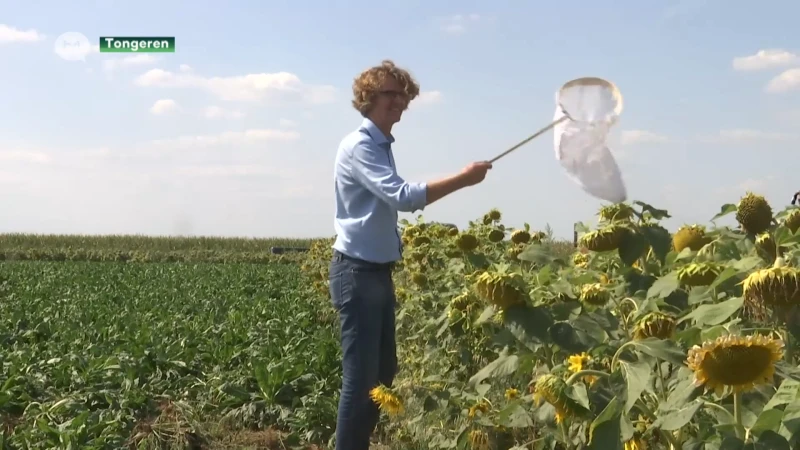 Bloemenstroken moeten Haspengouwse bietenteelt doen floreren