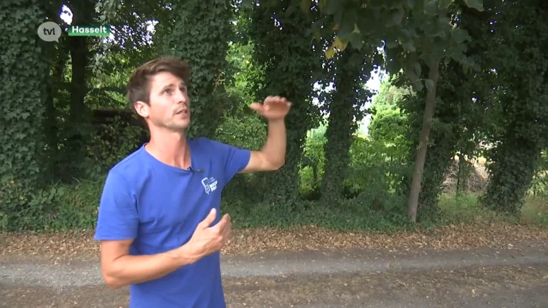 Vroeg herfstoffensief van de natuur: door droogte verliezen bomen massaal hun bladeren