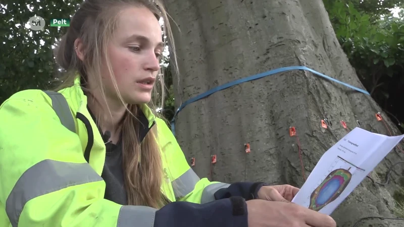 Boomspecialisten willen zeker zijn dat boom in Pelt niet op huis zal vallen en nemen speciale scan
