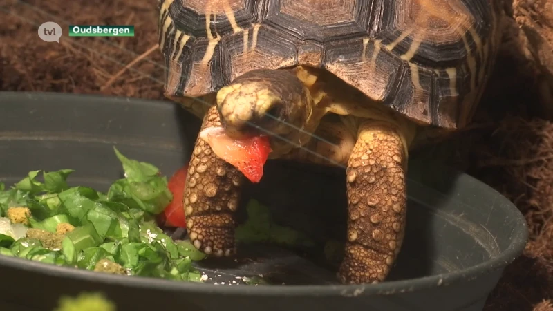 Opnamestop voor reptielen bij Natuurhulpcentrum Oudsbergen