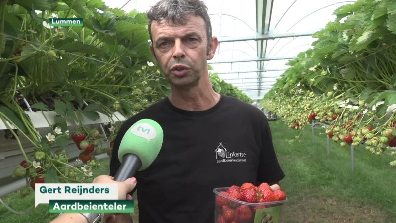Lummense aarbeienteler in de problemen door tekort aan CO2: "Aardbeien worden kleiner en minder sappig"