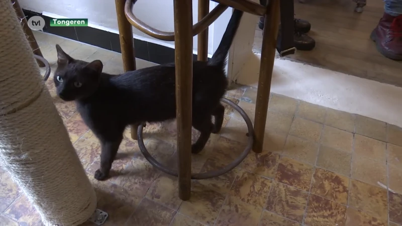 Kat op Schoot in Tongeren is tweede kattencafé in Limburg