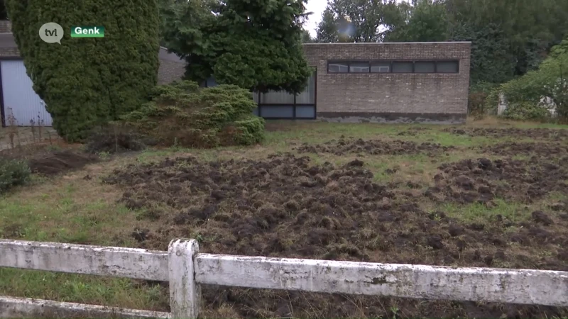 Everzwijnen teisteren Genkse tuinen: stad wil dat Vlaanderen versnelling hoger schakelt