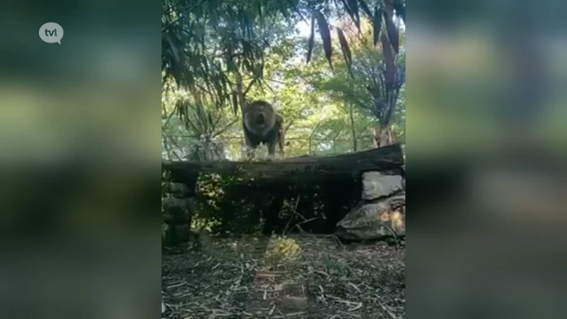 Leeuw Beau, ex-bewoner Natuurhulpcentrum, steelt show in Italiaanse dierentuin