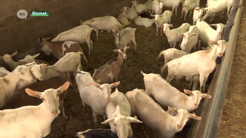 Geen uitbreiding mogelijk door stikstofakkoord, melkgeitenboer uit Riemst breidt assortiment uit om te overleven