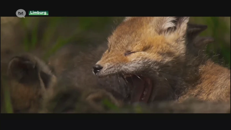 Prachtige film Onze Natuur bijna voor de helft in Limburg gefilmd