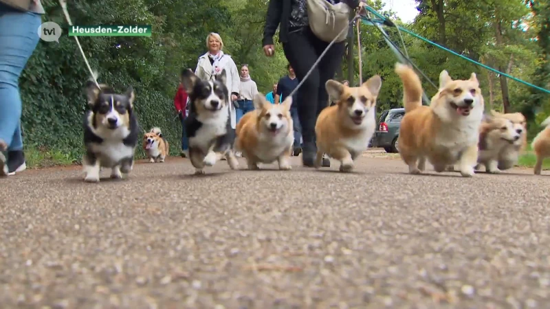 Nationale corgiwandeling in Heusden-Zolder als eerbetoon aan de Queen