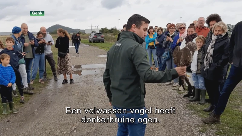 Natuurhulpcentrum laat jonge buizerds en torenvalken vrij