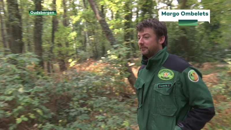 Kan overvloed aan eikels everzwijnen in bossen houden?