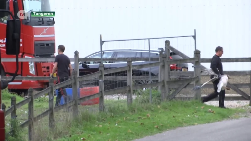 Kippen best ophokken rond Tongeren na vogelgriep bij legbedrijf