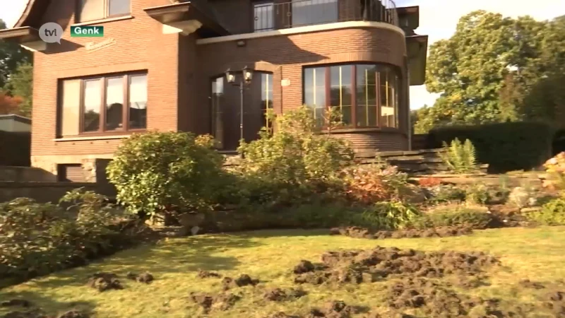 Everzwijnen richten ravage aan in Genk