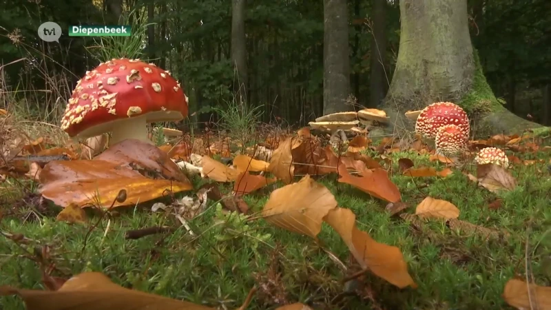 Paddenstoelen schieten niet meer massaal uit de grond