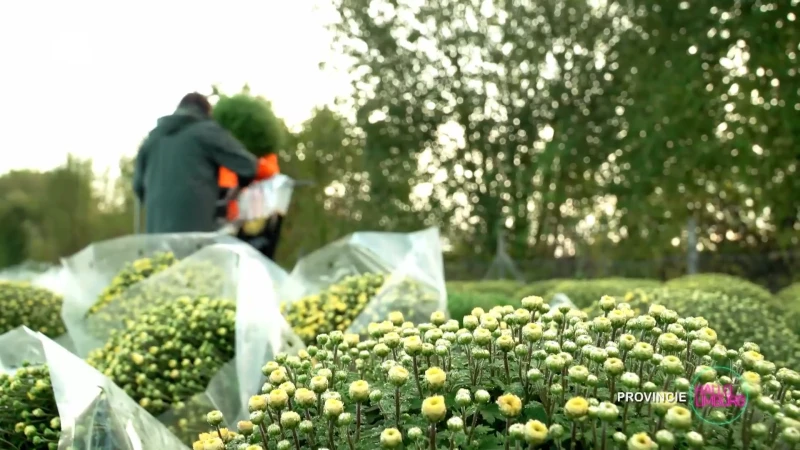 Hallo Provincie: Chrysanten