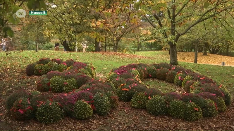 10.000 bezoekers voor Chrysantenfestival in Japanse Tuin