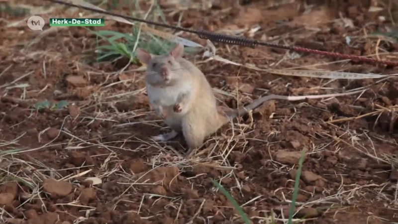 Herkenaar wint prijs voor het opsporen van landmijnen en ziektes met ratten