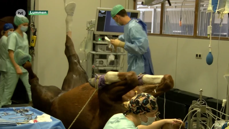 Bij paardenkliniek in Lummen komen Bruce Springsteen en Bill Gates over de vloer