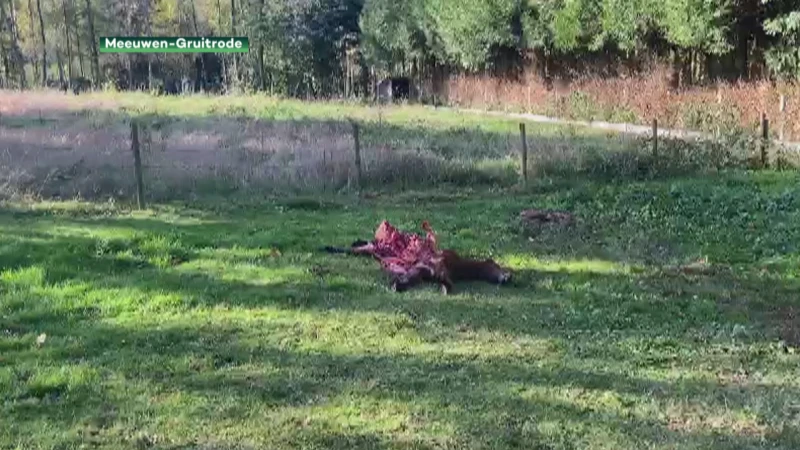 Wolf bijt pony's dood in Meeuwen