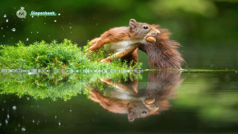Diepenbeekse eekhoornfotograaf wint National Geographic-fotowedstrijd. (Maar moet eerste plaats delen na fout van organisatie)