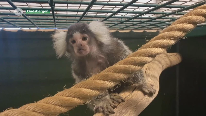 Natuurhulpcentrum vangt 16 aapjes uit Italië op