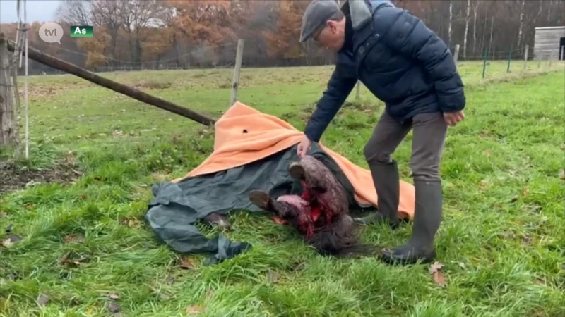 Wolven breiden leefgebied uit: voor het eerst Shetland pony's doodgebeten in As