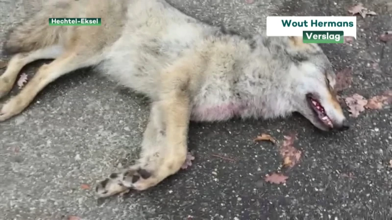 Wolvenwelp doodgereden op N74 in Hechtel-Eksel, Vzw Welkom Wolf stelt minister Peeters in gebreke