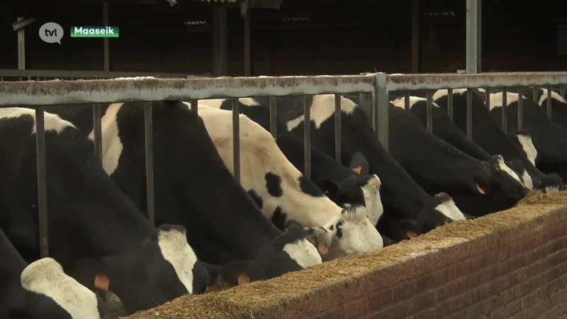 Duurzaam landbouwbedrijf in Maaseik haalt zelf methaanuitstoot van runderen naar beneden