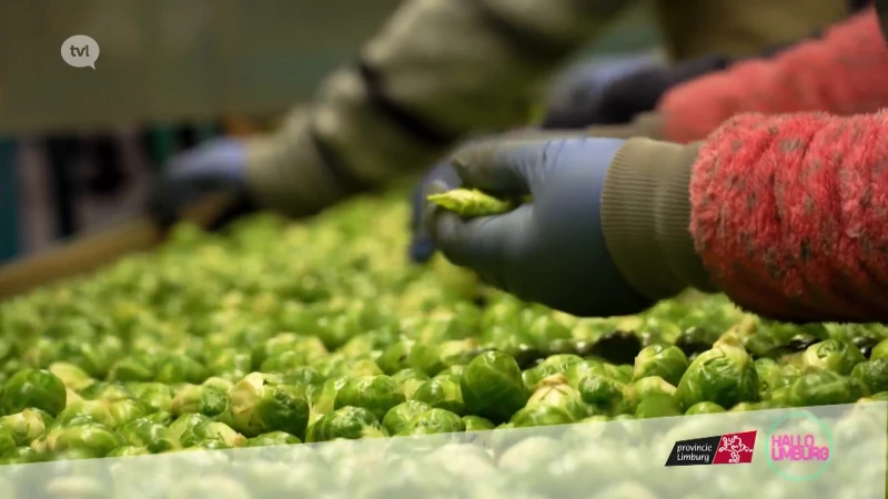 Streekproducten Spruitjes
