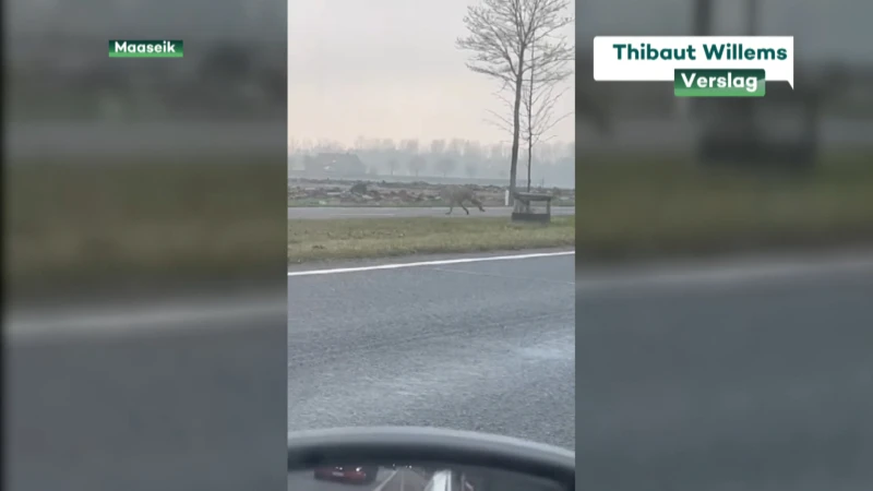 Burgemeester Maaseik waakzaam voor wolf