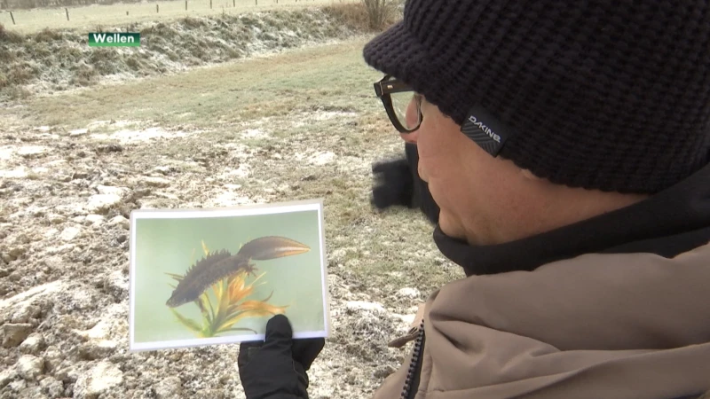 Aanpassingswerken houden kamsalamanders in Wellen
