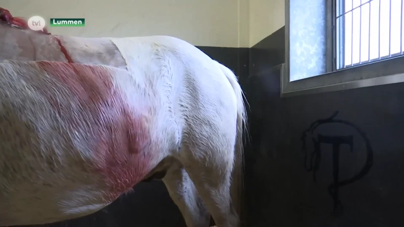 Paardenkliniek waarschuwt voor enorme risico's van vuurwerk