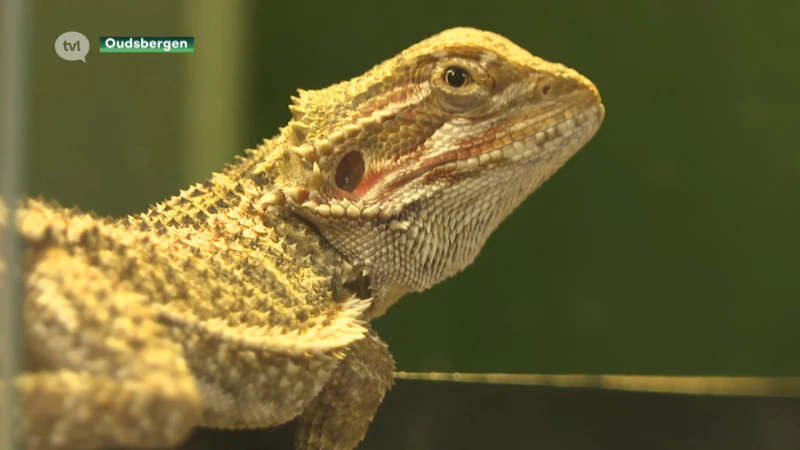 Natuurhulpcentrum vangt meer dan 9.000 dieren op: alarmfase voor Limburgse egels