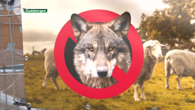 Bijna 1.000 mensen protesteren tegen wolf in Oudsbergen