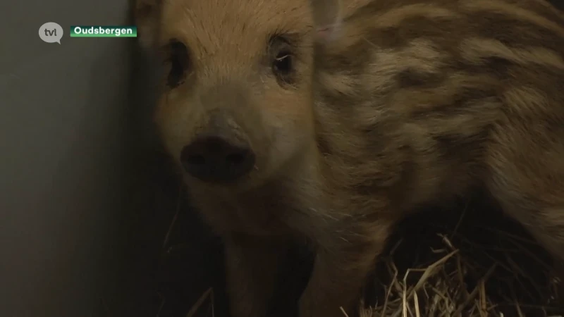 Rustige oudejaarsnacht in Natuurhulpcentrum