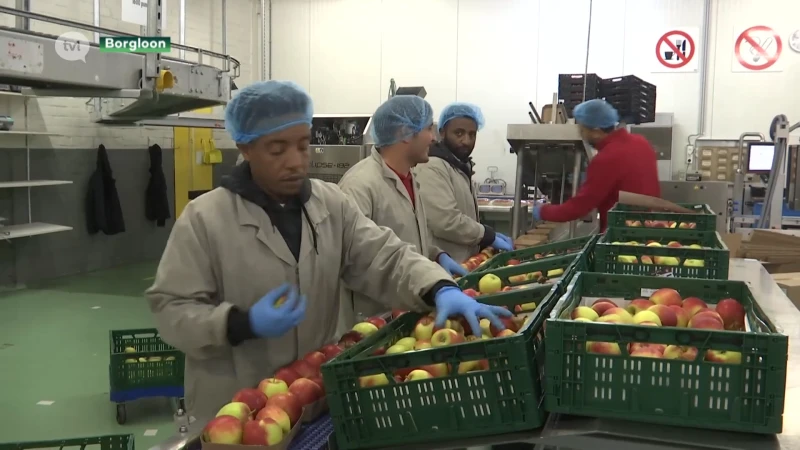 Nog één grote fruitveiling in Limburg: BelOrta en Belgische Fruitveiling gaan samen