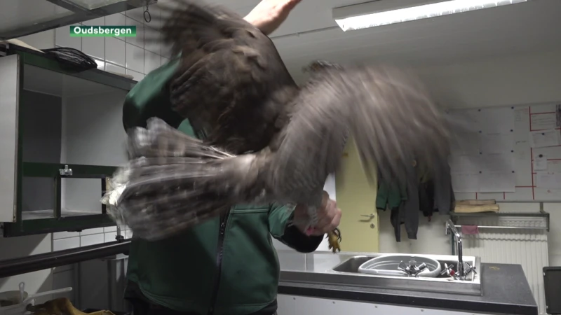 Havik zit vast in klem die voor wolf bedoeld was