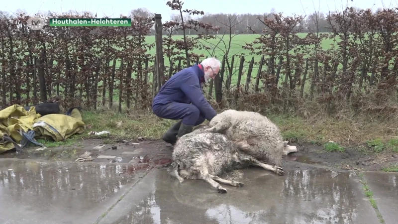 Wolf doodt 5 schapen van herder Johan Schouteden, 25 schapen breken uit en zijn nog vermist