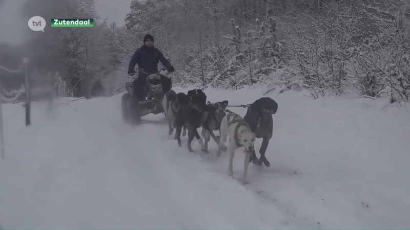 Dankzij sneeuw kan Stefan Goris perfect met zijn sledehonden trainen: "Voelt aan als Noorwegen of Zweden"