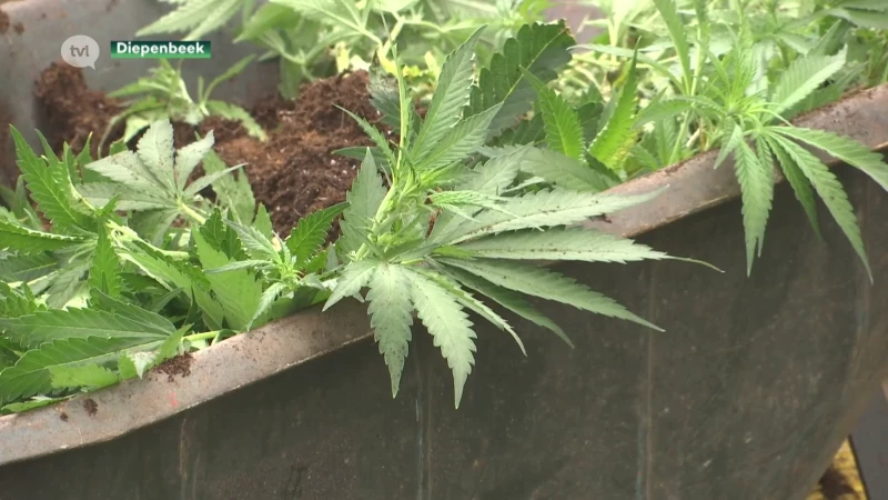 Wietplantage ontmanteld in voormalig café in Diepenbeek