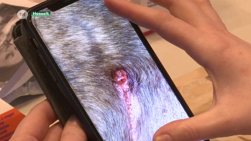 Man en hond in Hasselt aangevallen door wild everzwijn
